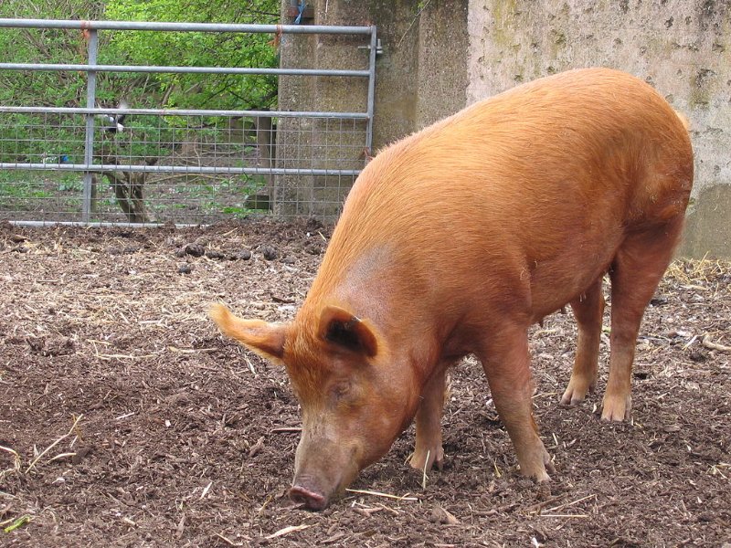 photo of tamworth pig photo